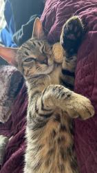 Lost Male Cat last seen Ringrose street Stafford heights and Childers street kedron, Stafford Heights, QLD 
