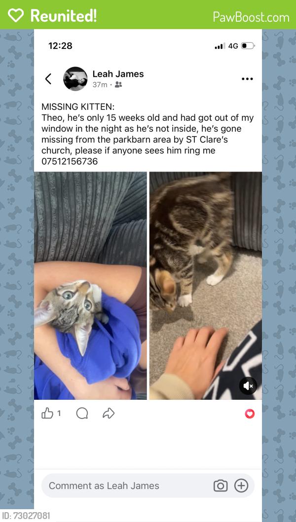 Reunited Male Cat last seen Guildford , Guildford, England 