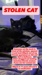 Reunited Male Cat last seen 4th and Bell, Seattle, WA 98121