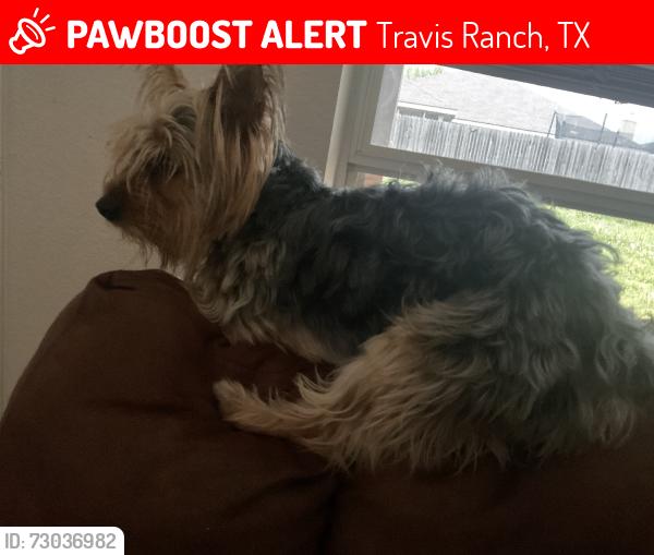 Lost Male Dog last seen Travis ranch park, Travis Ranch, TX 75032