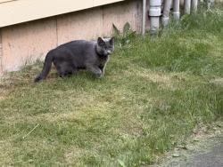 Lost Female Cat last seen Wilmot Rd & Woodin St, New Haven, CT 06515