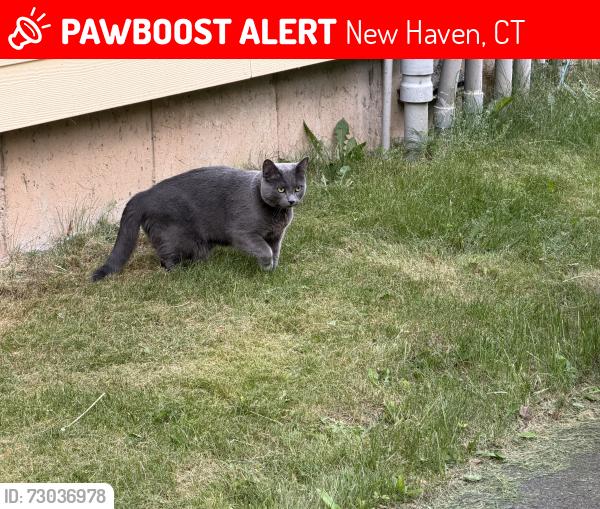 Lost Female Cat last seen Wilmot Rd & Woodin St, New Haven, CT 06515
