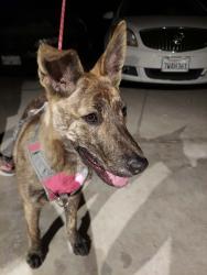 Found/Stray Female Dog last seen Bear Valley and Hesperia Rd, Victorville, CA 92395