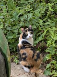 Lost Female Cat last seen Sherwood Forest Subdivision, Greenville, SC 29607