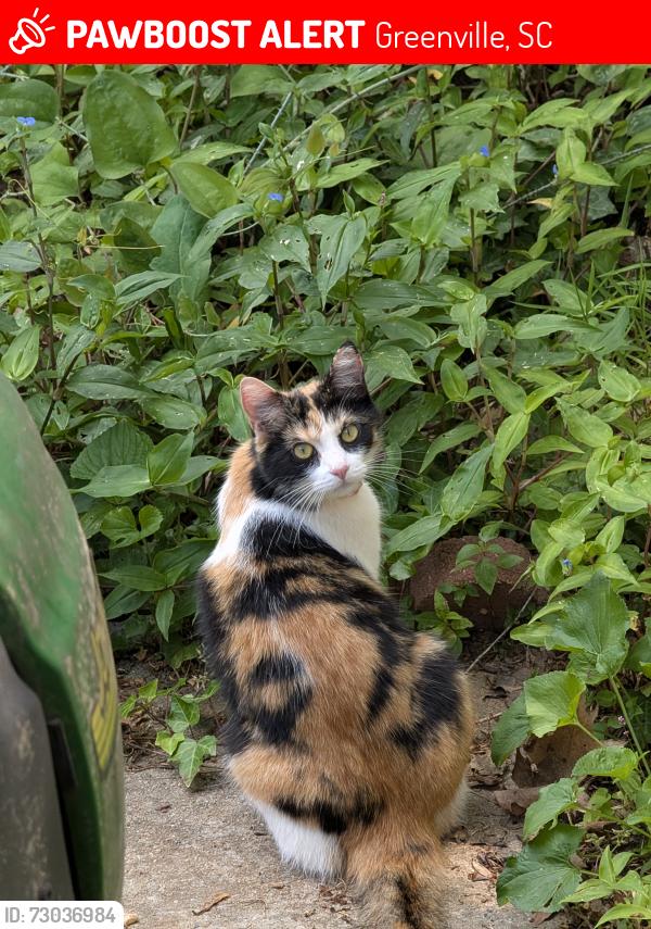 Lost Female Cat last seen Sherwood Forest Subdivision, Greenville, SC 29607