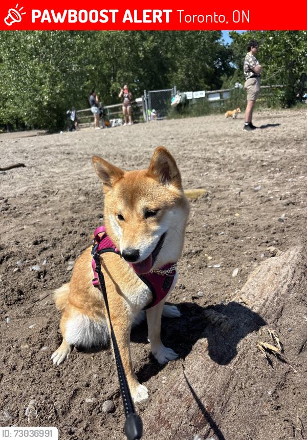 Lost Female Dog last seen Queen st E and Parliament, Toronto, ON M5A 1S9