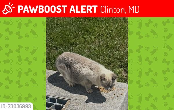 Lost Male Cat last seen Quaking Aspen Way and Cimmaron Ash Court, Clinton, MD 20735
