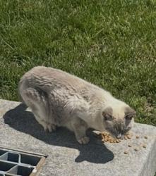 Lost Male Cat last seen Quaking Aspen Way and Cimmaron Ash Court, Clinton, MD 20735