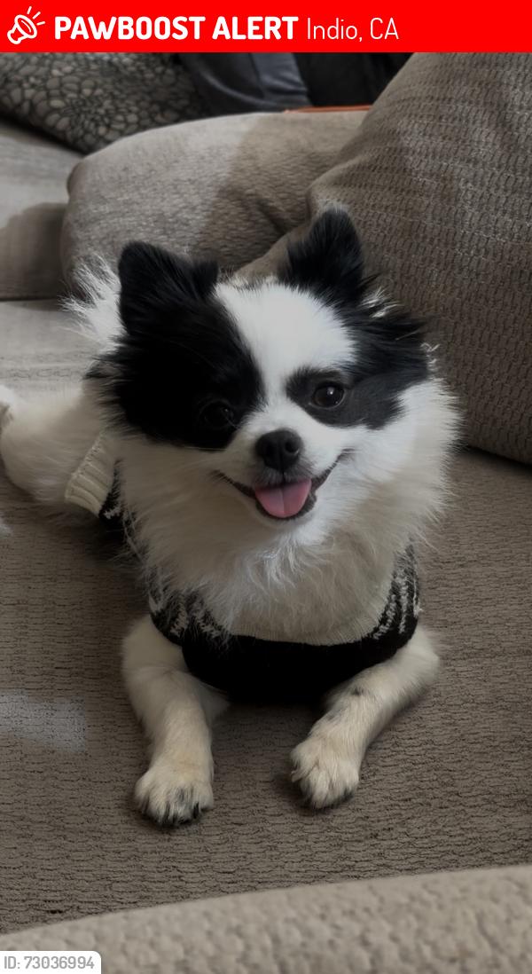 Lost Female Dog last seen avenue 42nd & golf center, Indio, CA 92203