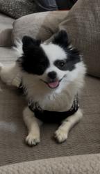 Lost Female Dog last seen avenue 42nd & golf center, Indio, CA 92203