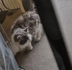 Found/Stray Unknown Cat last seen Russellwood near 9th, Stowe Township, PA 15136