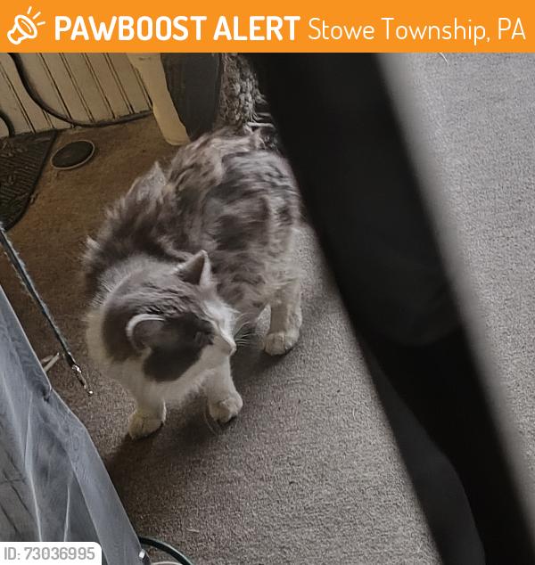 Found/Stray Unknown Cat last seen Russellwood near 9th, Stowe Township, PA 15136