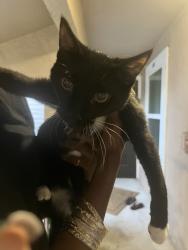 Found/Stray Male Cat last seen Near cason cove drive, Orlando, FL 32811