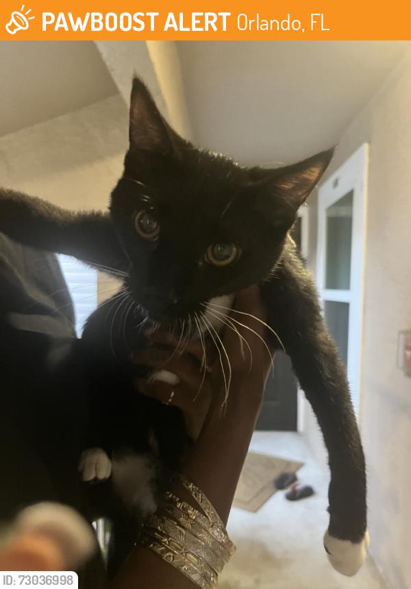 Found/Stray Male Cat last seen Near cason cove drive, Orlando, FL 32811