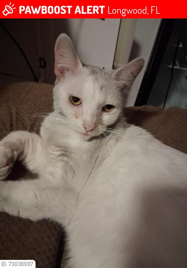 Lost Female Cat last seen Longwood hills road, Longwood, FL 32750