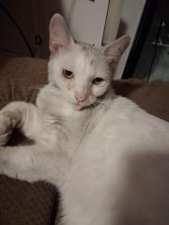 Lost Female Cat last seen Longwood hills road, Longwood, FL 32750