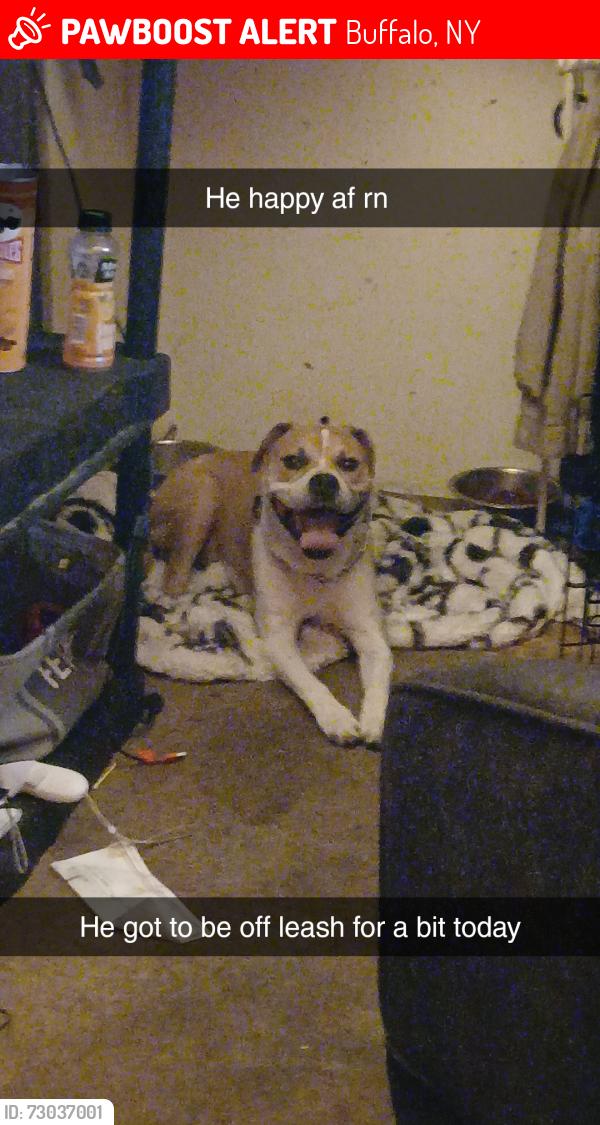 Lost Male Dog last seen N/A, Buffalo, NY 14210