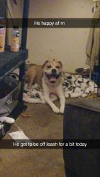Lost Male Dog last seen N/A, Buffalo, NY 14210