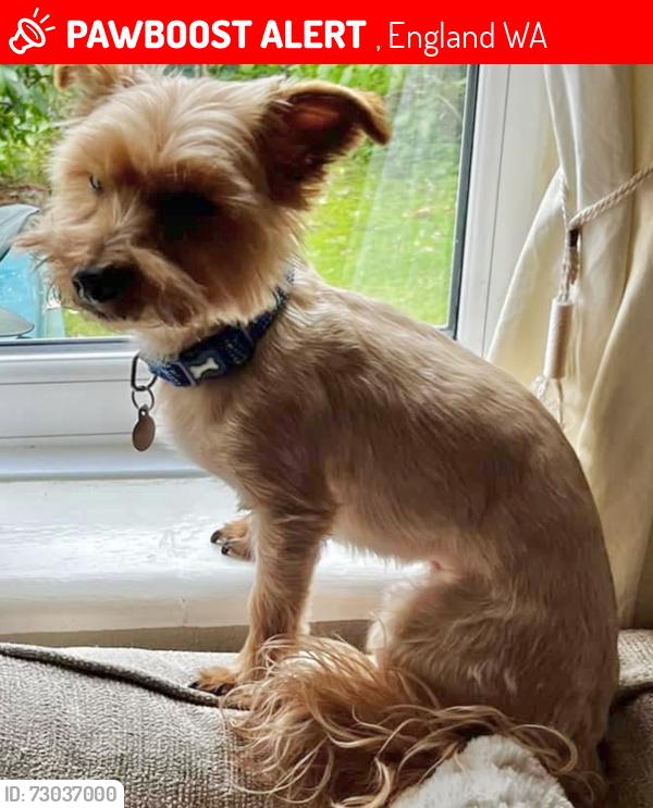 Lost Male Dog last seen Lumb Brook Bridge, , England WA4
