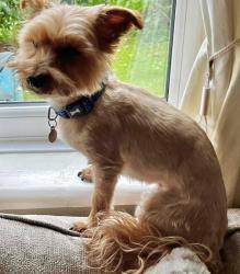 Lost Male Dog last seen Lumb Brook Bridge, , England WA4