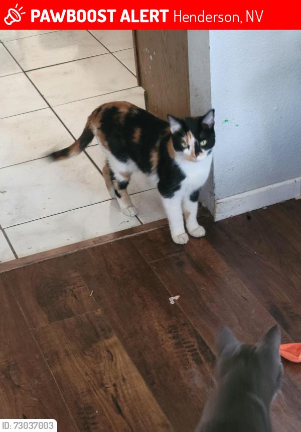 Lost Female Cat last seen Sistan st between Dutchman Ave & Tabony, Henderson, NV 89011