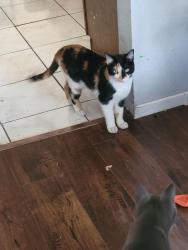 Lost Female Cat last seen Sistan st between Dutchman Ave & Tabony, Henderson, NV 89011