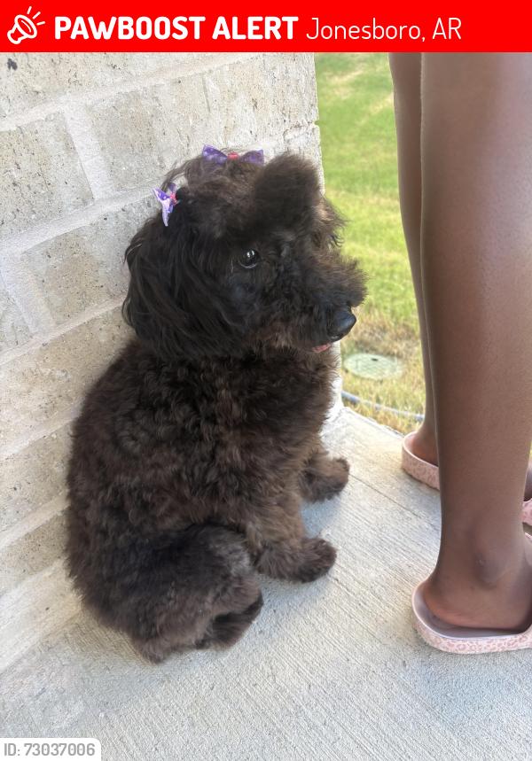 Lost Female Dog last seen Keeneland, Jonesboro, AR 72404