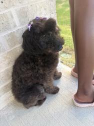 Lost Female Dog last seen Keeneland, Jonesboro, AR 72404