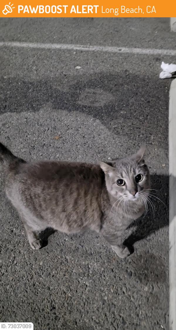 Found/Stray Female Cat last seen Hanjin TTI parking lot, Long Beach, CA 90802