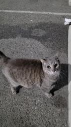 Found/Stray Female Cat last seen Hanjin TTI parking lot, Long Beach, CA 90802