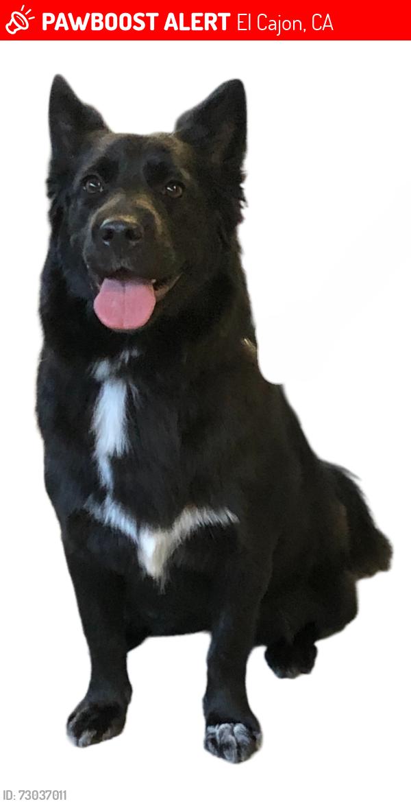 Lost Female Dog last seen Craigmont and Dorothy, El Cajon, CA 92019