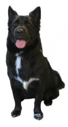 Lost Female Dog last seen Craigmont and Dorothy, El Cajon, CA 92019