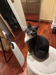Lost Male Cat last seen Near wolf Rd, Albany, NY 12205