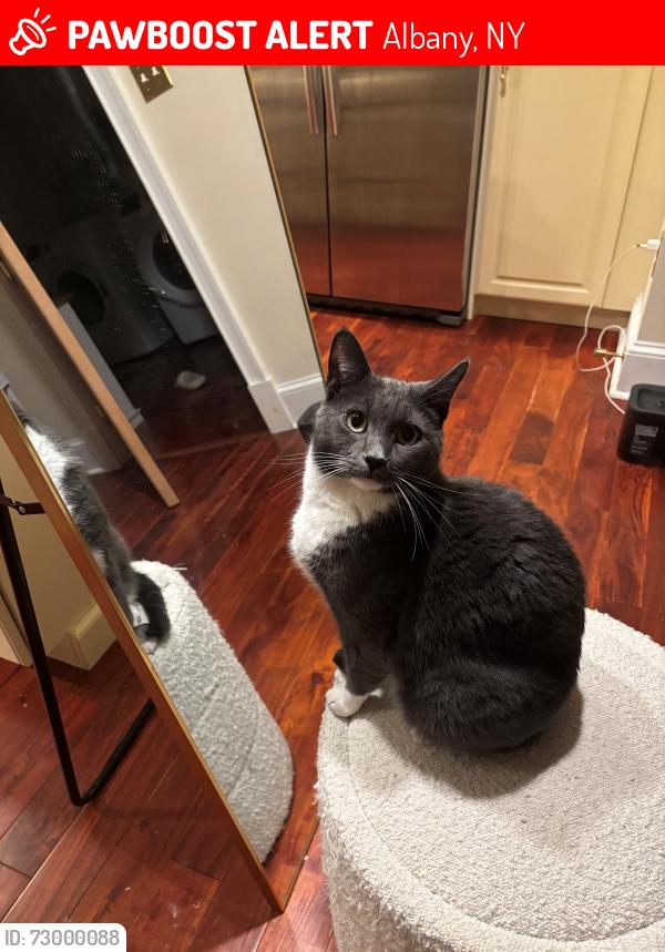 Lost Male Cat last seen Near wolf Rd, Albany, NY 12205