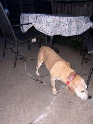 Reunited Unknown Dog last seen Martin park, Loves Park, IL 61111