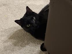Lost Female Cat last seen Morse Rd, Hamilton Rd, Dogs Only Vet, Gahanna, OH 43230