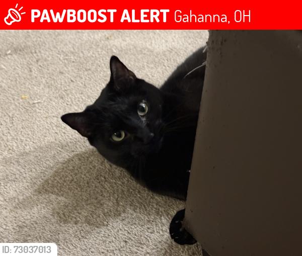 Lost Female Cat last seen Morse Rd, Hamilton Rd, Dogs Only Vet, Gahanna, OH 43230