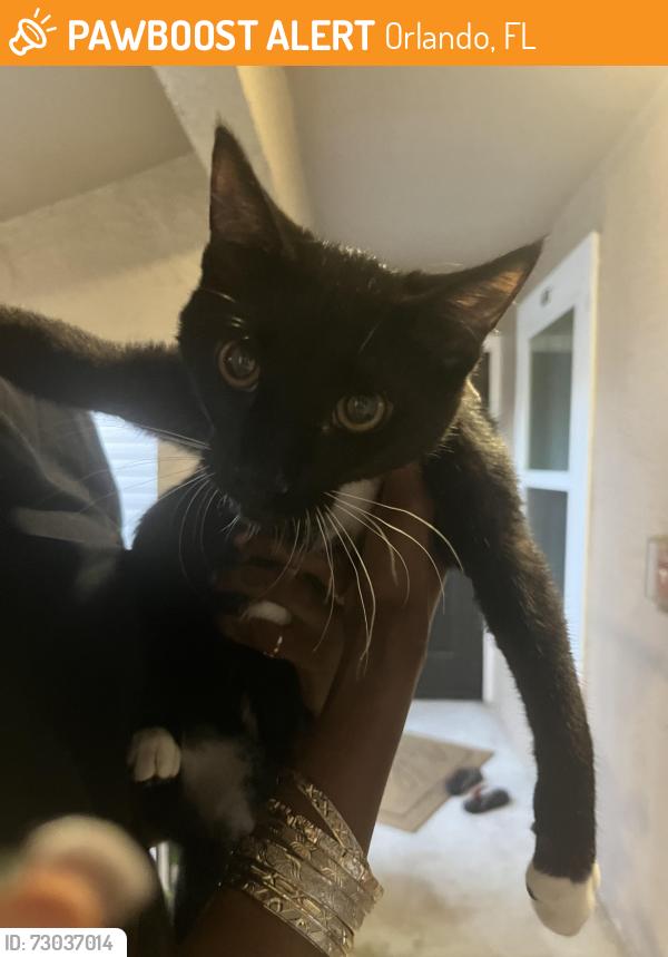 Found/Stray Male Cat last seen Near cason cove drive apt 437, Orlando, FL 32811