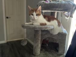 Reunited Male Cat last seen Algoa Friendswood , Alvin, TX 77511