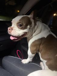 Found/Stray Female Dog last seen Deatonville Dr and Westgate Boulevard, Austin, TX 78745