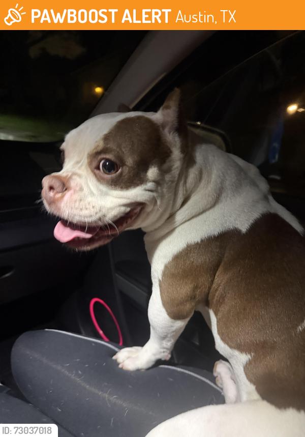 Found/Stray Female Dog last seen Deatonville Dr and Westgate Boulevard, Austin, TX 78745