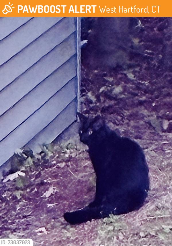Found/Stray Unknown Cat last seen Whiting, Oakwood, West Hartford, CT 06119
