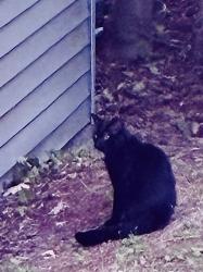Found/Stray Unknown Cat last seen Whiting, Oakwood, West Hartford, CT 06119