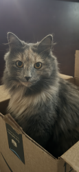 Reunited Female Cat last seen New Brooklyn Erial, Winslow Township, NJ 08081