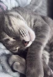 Reunited Male Cat last seen Pleasant , DeKalb, IL 60115