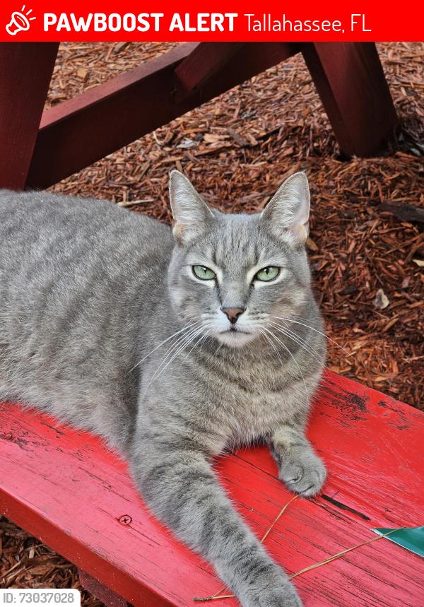 Lost Male Cat last seen Kinhega, Tallahassee, FL 32312