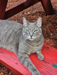 Lost Male Cat last seen Kinhega, Tallahassee, FL 32312