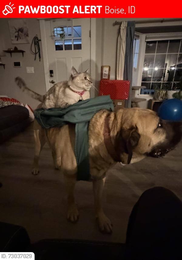 Lost Female Cat last seen Seaman’s Gulch and Dry Creek, Boise, ID 83714