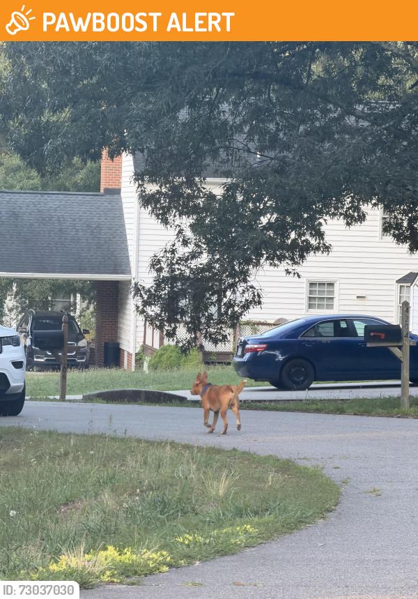 Found/Stray Male Dog last seen Green Cedar Ln & Piels Rd, Chesterfield County, VA 23237