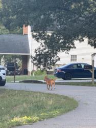 Found/Stray Male Dog last seen Green Cedar Ln & Piels Rd, Chesterfield County, VA 23237